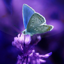 تحميل  Butterflies Live Wallpaper