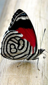 تحميل Butterflies Live Wallpaper إضفاء الطابع الشخصي لنظام أندرويد لقطة شاشة 2