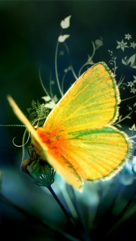 تحميل Butterflies Live Wallpaper إضفاء الطابع الشخصي لنظام أندرويد لقطة شاشة 3