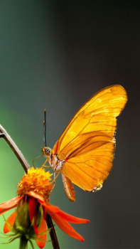 تحميل Butterflies Live Wallpaper إضفاء الطابع الشخصي لنظام أندرويد لقطة شاشة 4