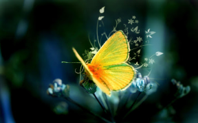 تحميل Butterflies Live Wallpaper إضفاء الطابع الشخصي لنظام أندرويد لقطة شاشة 6