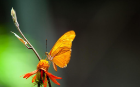 تحميل Butterflies Live Wallpaper إضفاء الطابع الشخصي لنظام أندرويد لقطة شاشة 7