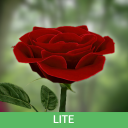 تحميل  3D Rose Live Wallpaper Lite