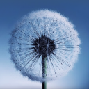 تحميل  Dandelion Live Wallpaper