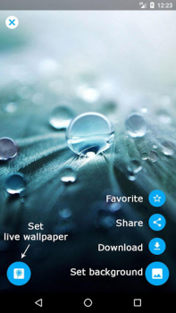تحميل Dandelion Live Wallpaper إضفاء الطابع الشخصي لنظام أندرويد لقطة شاشة 6