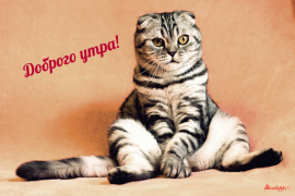 تحميل Прикольные с добрым утром وسائل الترفيه لنظام أندرويد لقطة شاشة 3