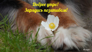 تحميل Прикольные с добрым утром وسائل الترفيه لنظام أندرويد لقطة شاشة 7